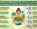 10 Health Benefits of Spinach (Palak) You Should Know for a Healthy Life