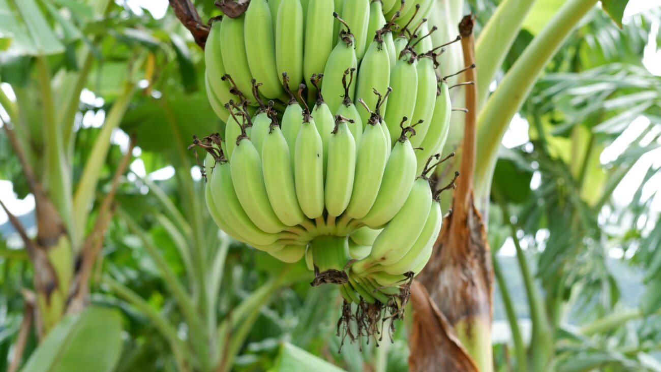 Raw-Banana