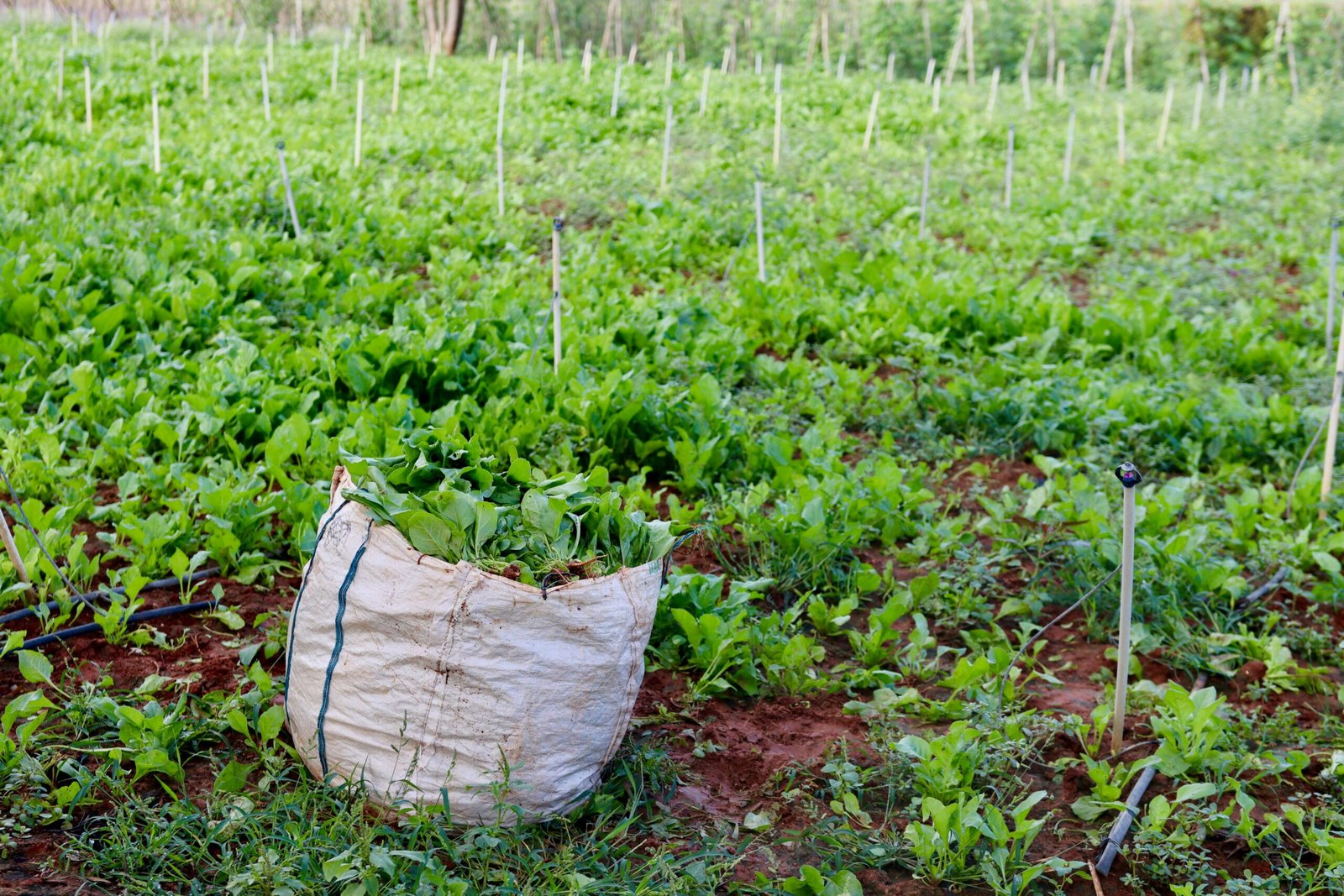 palak vegetable India